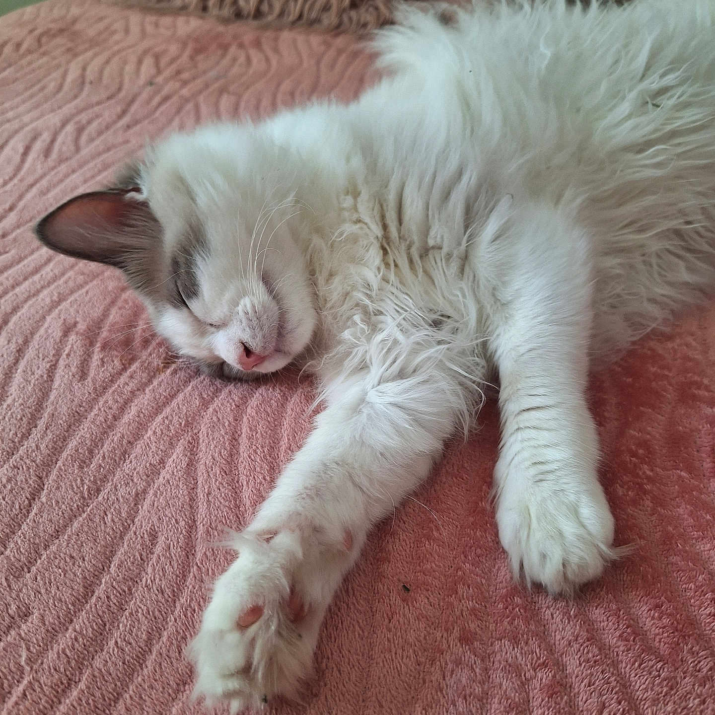 Swann participe au concours pour gagner de l'argent avec cette photo : animal, blanket, cat, cozy, cute, fluffy, fur, gray, indoors, lying_down, paw, peaceful, pet, pink, relaxation, resting, sleeping, soft, texture, white