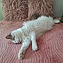 Swann a rejoint le concours — aidez-le/la à gagner de superbes lots ! animal, bed, cat, comfort, cozy, cute, feline, fluffy, gray, home, indoor, napping, pet, pink_blanket, pink_pillows, relaxed, resting, sleeping, soft_texture, white