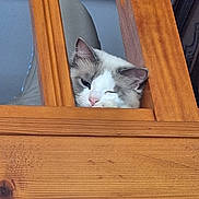Swann participe au concours pour gagner de l'argent avec cette photo : animal, brown, cat, closeup, cozy, curious, ears, face, feline, fluffy, fur, half_closed_eye, indoor, nose, peeking, pet, resting, whiskers, white, wooden_slats