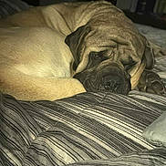 Hooch joined the competition — help win amazing prizes! animal, bed, bedroom, brown_dog, canine, comfort, cozy, dog, domestic_animal, furry, indoor, large_dog, nap, pet, quiet, relaxation, resting, sleeping, striped_bedspread, wrinkled_face