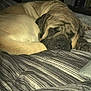animal, bed, bedroom, brown_dog, canine, comfort, cozy, dog, domestic_animal, furry, indoor, large_dog, nap, pet, quiet, relaxation, resting, sleeping, striped_bedspread, wrinkled_face