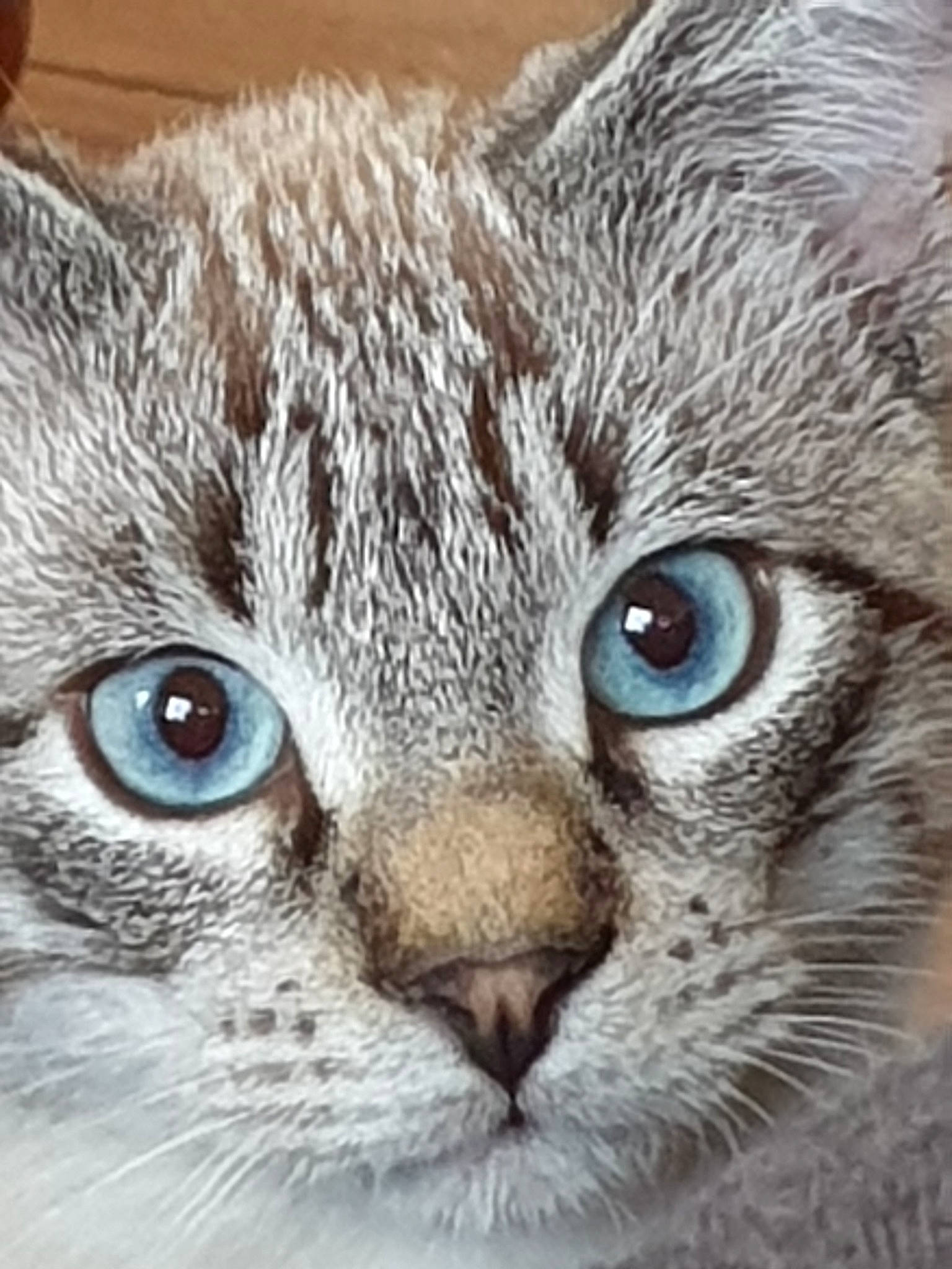 Cordon a rejoint le concours — aidez-le/la à gagner de superbes lots ! aegean_cat, american_wirehair, asian, carnivore, cat, close_up, domestic_short_haired_cat, european_shorthair, eye, felidae, head, iris, mammal, nose, organ, small_to_medium_sized_cats, snout, tabby_cat, vertebrate, whiskers