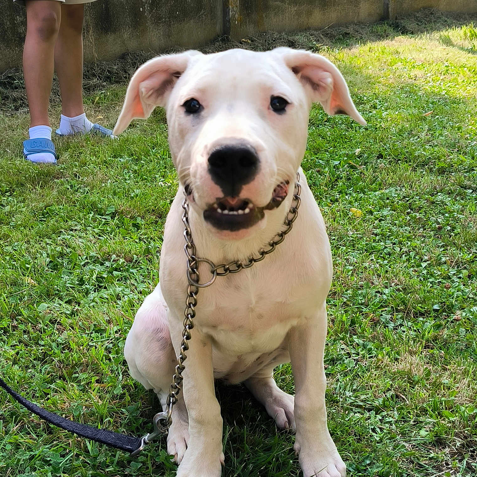 Vanille a rejoint le concours — aidez-le/la à gagner de superbes lots ! accessories, animal, boxer, bulldog, canine, clothing, dog, footwear, grass, labradorretriever, lawn, leash, person, pet, pitbull, plant, shoe, shorts, strap, whitedog
