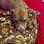 dog, bed, blanket, floral_pattern, brown_dog, blue_nails, collar, indoor, resting, canine, pet, fur, animal, comfort, red_bedspread, paw, lying_down, close_up, home, relaxed