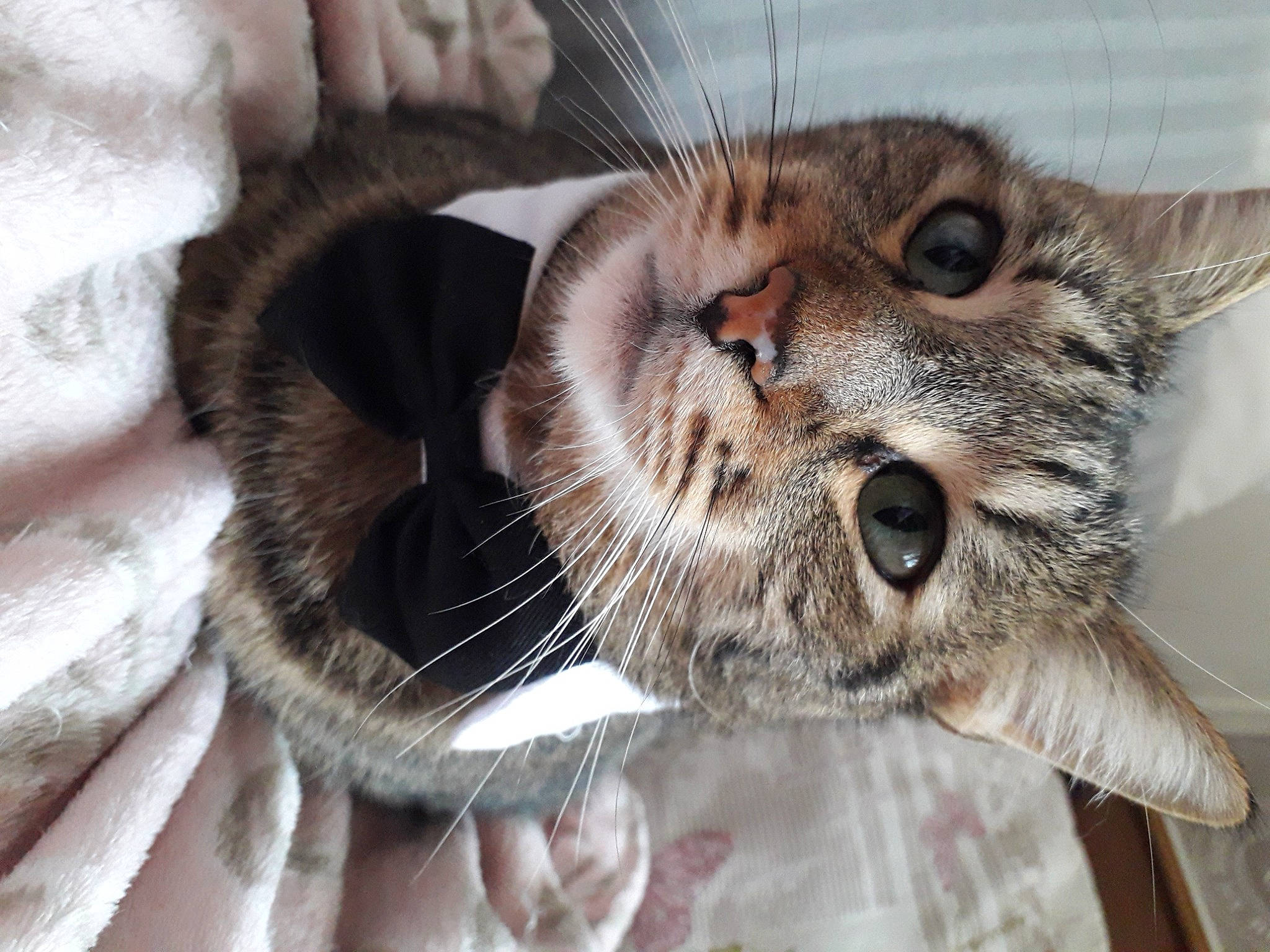 Orfeo a rejoint le concours — aidez-le/la à gagner de superbes lots ! animal_shelter, carnivore, cat, claw, comfort, domestic_short_haired_cat, ear, eye, felidae, fur, nail, paw, small_to_medium_sized_cats, snout, terrestrial_animal, whiskers