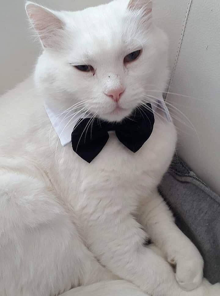 Pallino a rejoint le concours — aidez-le/la à gagner de superbes lots ! carnivore, cat, claw, comfort, domestic_short_haired_cat, felidae, foot, fur, gesture, paw, small_to_medium_sized_cats, snout, tail, terrestrial_animal, whiskers