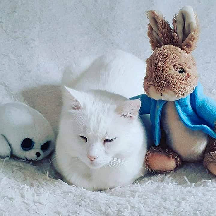 Pallino a rejoint le concours — aidez-le/la à gagner de superbes lots ! art, bedding, carnivore, cat, comfort, creative_arts, domestic_short_haired_cat, fawn, felidae, fur, linens, paw, plush, room, small_to_medium_sized_cats, snow, stuffed_toy, tail, toy, whiskers