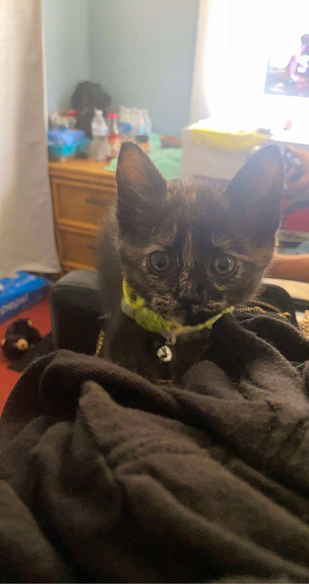 Mocha is registered to the contest to win money with this photo: black_cat, cabinetry, canidae, carnivore, cat, cloud, comfort, domestic_short_haired_cat, felidae, fur, grey, linens, nap, paw, room, sitting, small_to_medium_sized_cats, snout, tail, whiskers