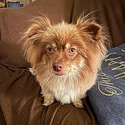 Potato joined the competition — help win amazing prizes! dog, fluffy, brown_couch, pillow, indoor, pet, fur, ears, eyes, nose, sitting, homedecor, textile, comfort, closeup, canine, portrait, alert, furniture, cozy