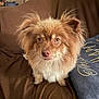 dog, fluffy, brown_couch, pillow, indoor, pet, fur, ears, eyes, nose, sitting, homedecor, textile, comfort, closeup, canine, portrait, alert, furniture, cozy