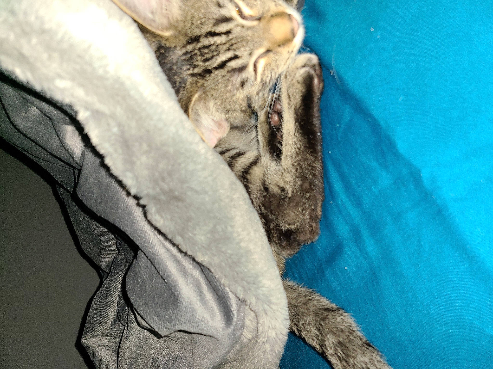 Atlas is registered to the contest to win money with this photo: art, cat, comfort, elbow, electric_blue, eye, felidae, foot, fur, gesture, human_body, human_leg, jaw, snout, terrestrial_animal, whiskers, wildlife, window, wood, wrinkle