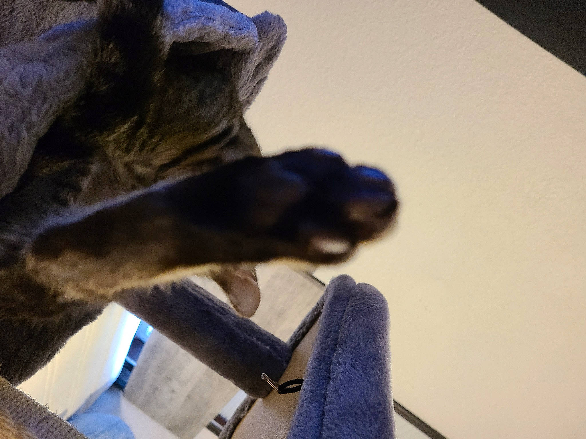 Atlas joined the competition — help win amazing prizes! art, comfort, companion_dog, dog_breed, domestic_short_haired_cat, electric_blue, felidae, fur, gesture, human_leg, room, sculpture, sitting, small_to_medium_sized_cats, statue, tail, whiskers, wood, wrist