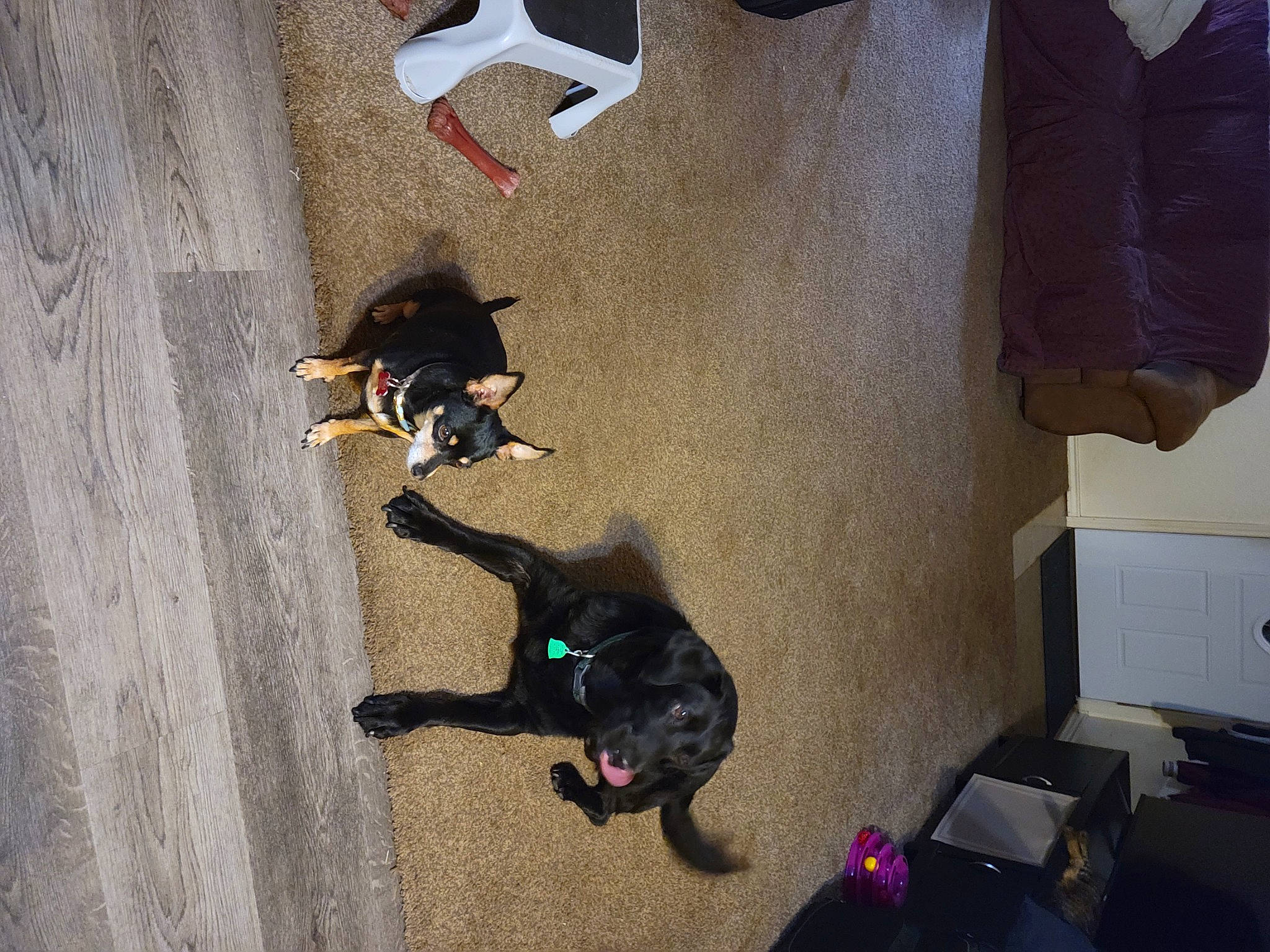 Jack Danles joined the competition — help win amazing prizes! canidae, carnivore, collar, companion_dog, dog, dog_breed, dog_collar, dog_supply, fawn, floor, flooring, grey, guard_dog, leash, pet_supply, shadow, sporting_group, tail, working_animal, working_dog