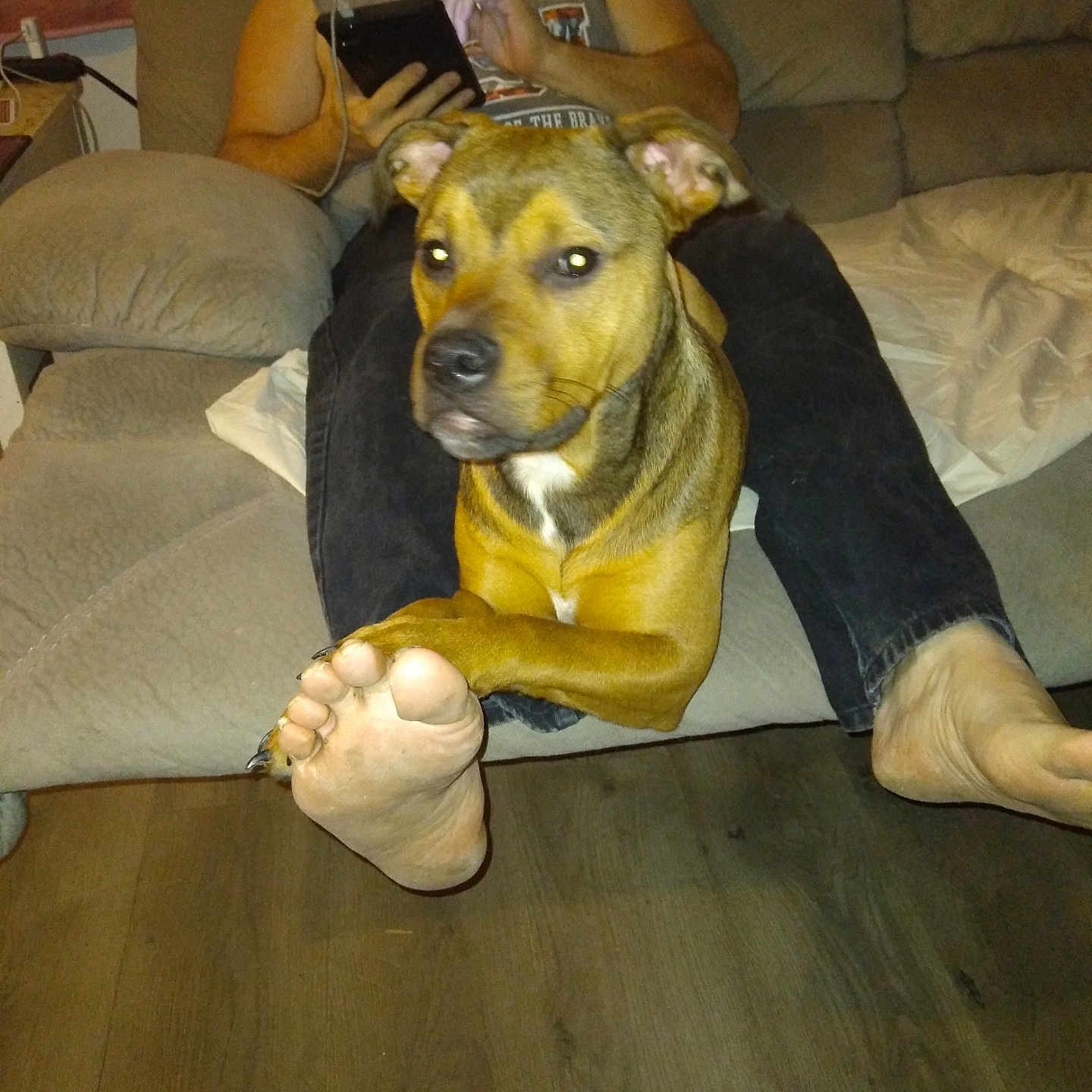 Angel joined the competition — help win amazing prizes! barefoot, brown_dog, casual, comfort, couch, dog, furniture, home, indoor, legs, living_room, man, mixed_breed_dog, person, pet, relaxed, seated, tablet, technology, wood_floor