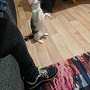 Aby Blanchard a rejoint le concours — aidez-le/la à gagner de superbes lots ! cat, playing, wooden_floor, rug, person, black_pants, sneakers, indoor, motion_blur, furniture, couch, pet, animal, domestic, flooring, colorful, footwear, living_room, home, active