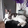 Aby Blanchard a rejoint le concours — aidez-le/la à gagner de superbes lots ! cat, feline, pet, indoor, furniture, black_table, purple_plant, vase, door, wooden_floor, relaxed, white_and_gray_fur, animal, domestic_cat, curious, lying_down, paw, whiskers, ears, houseplant