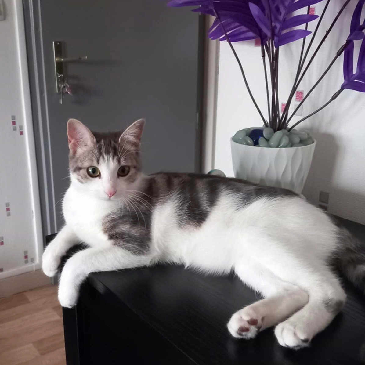 Aby Blanchard a rejoint le concours — aidez-le/la à gagner de superbes lots ! animal, black_table, cat, curious, domestic_cat, door, ears, feline, furniture, houseplant, indoor, lying_down, paw, pet, purple_plant, relaxed, vase, whiskers, white_and_gray_fur, wooden_floor