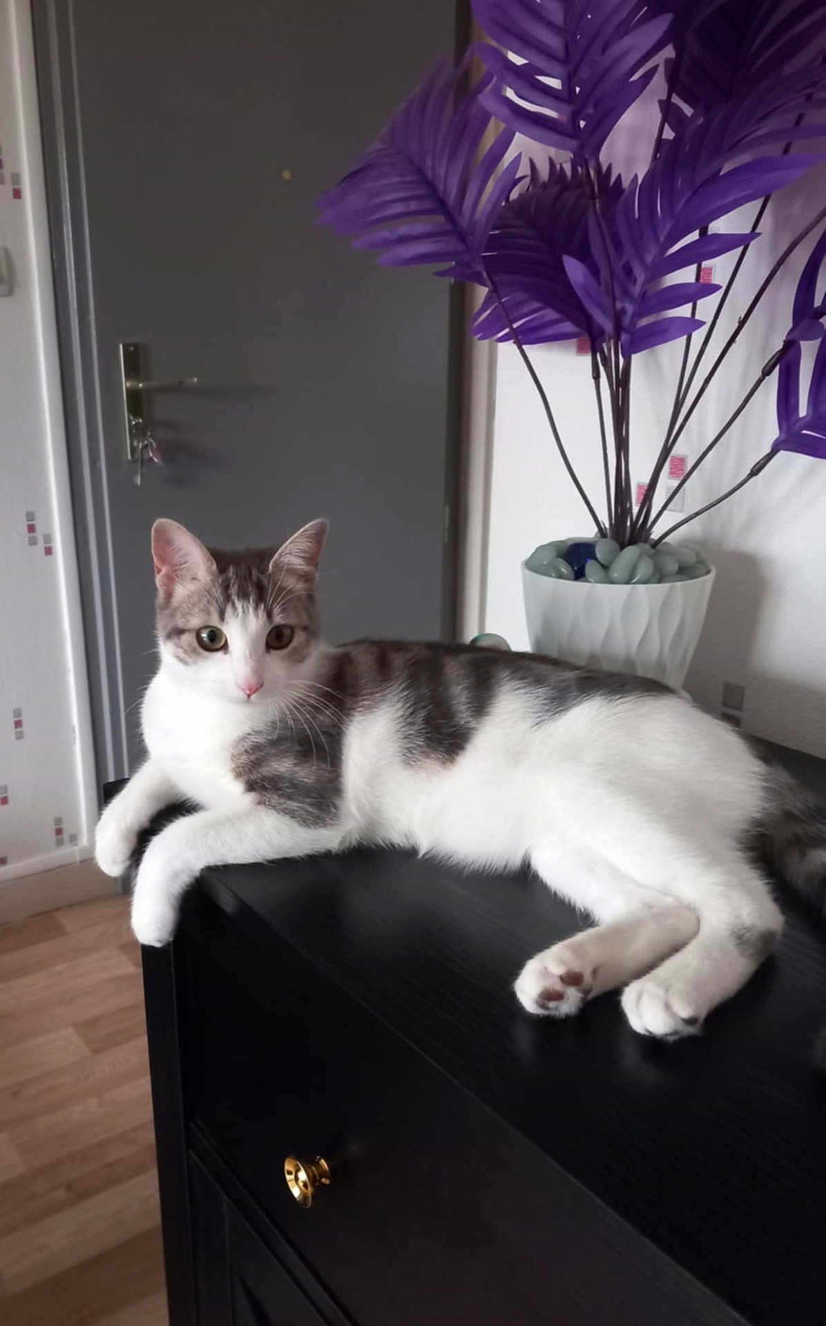 Aby Blanchard a rejoint le concours — aidez-le/la à gagner de superbes lots ! cat, feline, pet, indoor, furniture, black_table, purple_plant, vase, door, wooden_floor, relaxed, white_and_gray_fur, animal, domestic_cat, curious, lying_down, paw, whiskers, ears, houseplant