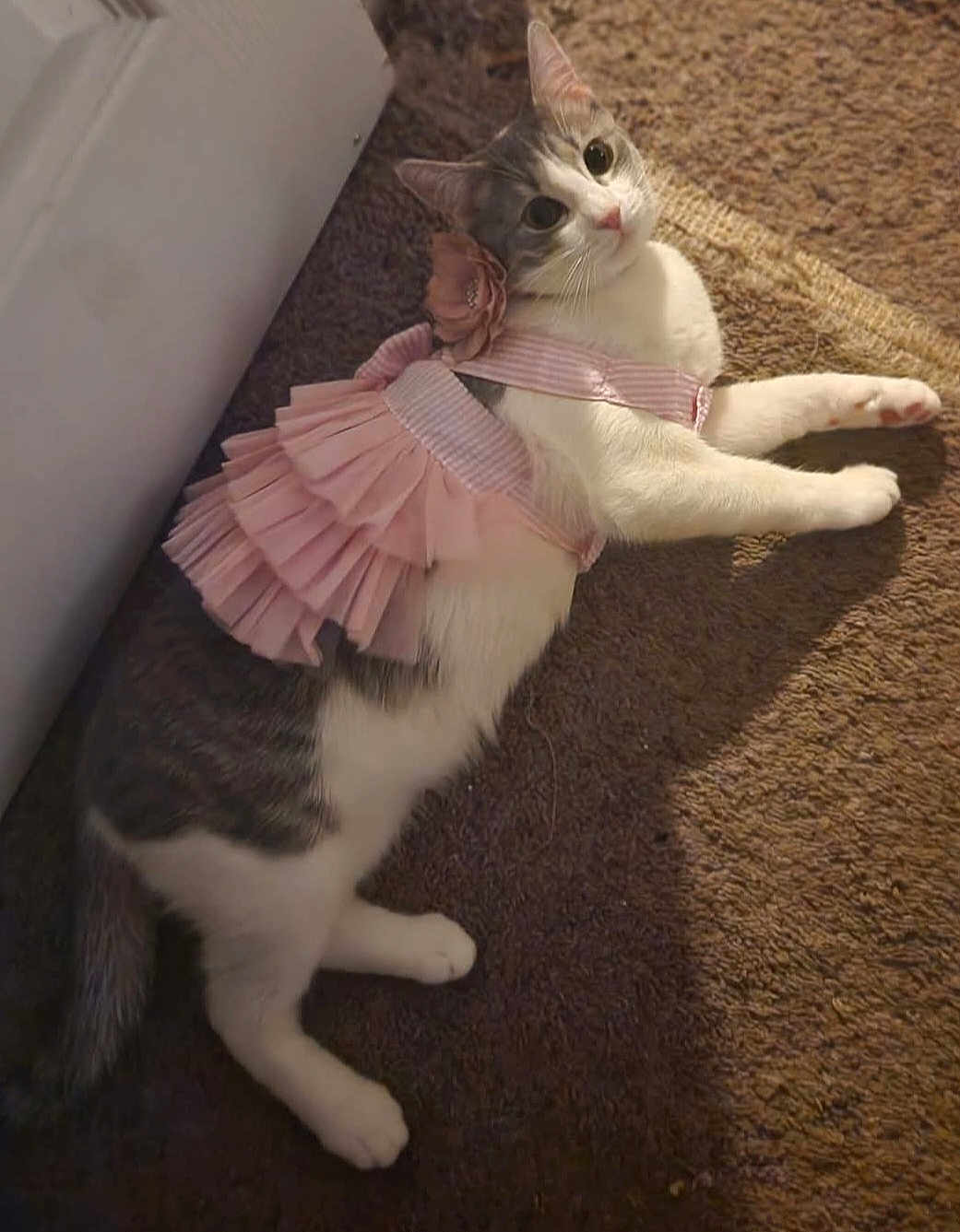 Pinky joined the competition — help win amazing prizes! cat, pet, animal, indoor, carpet, costume, dress, pink, flower, cute, feline, laying_down, looking_at_camera, domestic, fur, whiskers, ears, tail, playful, adorable