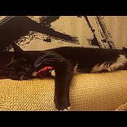 Midnight joined the competition — help win amazing prizes! cat, black_cat, white_paws, couch, yellow_couch, toy, red_toy, relaxed, indoor, pet, whiskers, feline, sleeping, paw, fur, home, wall_art, texture, resting, domestic_cat