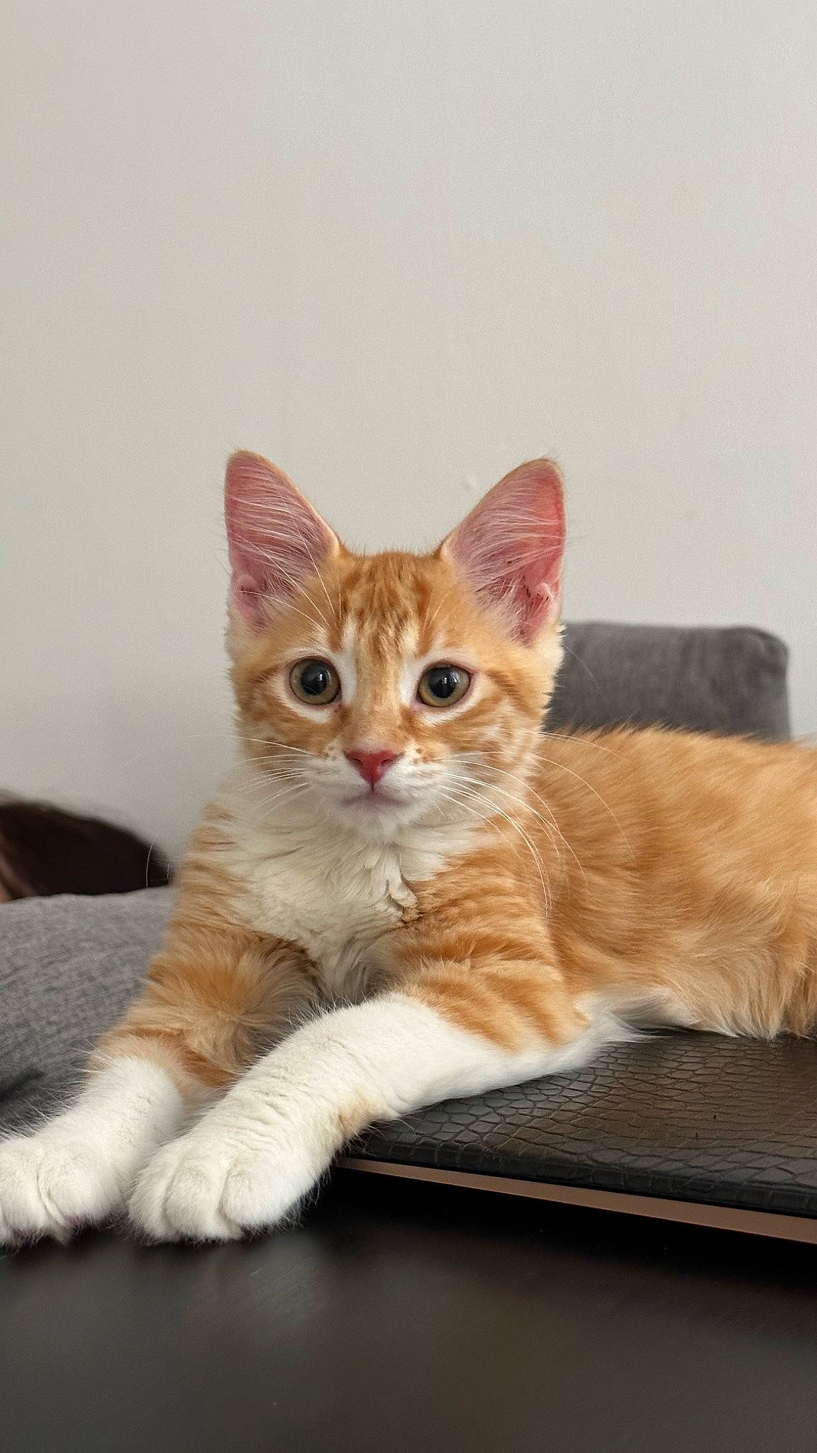 Nanou a rejoint le concours — aidez-le/la à gagner de superbes lots ! art, carnivore, cat, claw, comfort, domestic_short_haired_cat, fawn, felidae, fur, paw, sitting, small_to_medium_sized_cats, snout, tail, whiskers, window