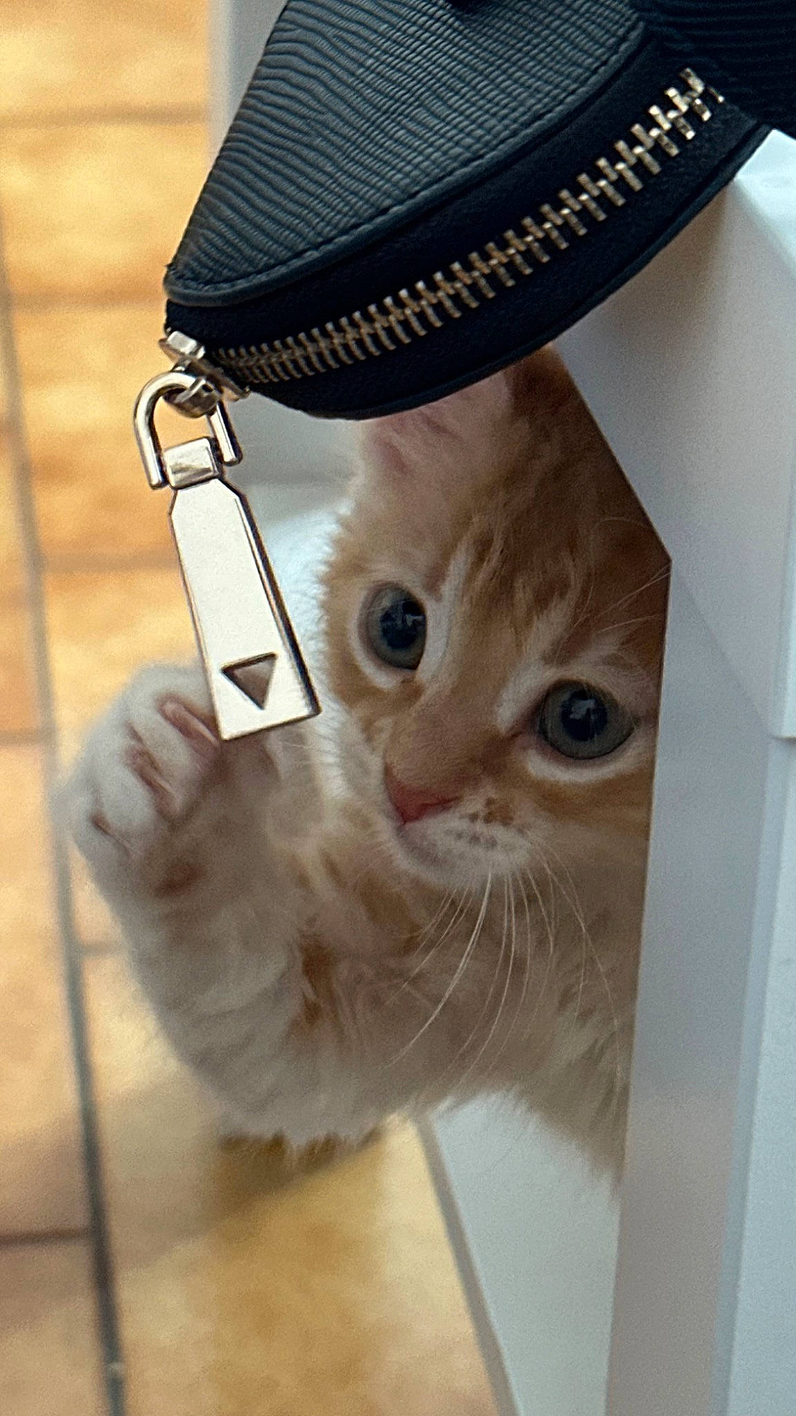 Nanou participe au concours pour gagner de l'argent avec cette photo : bag, box, cap, carnivore, cat, costume_hat, domestic_short_haired_cat, fashion_accessory, fedora, felidae, fur, glasses, hat, sleeve, small_to_medium_sized_cats, sun_hat, tail, whiskers, window, wood