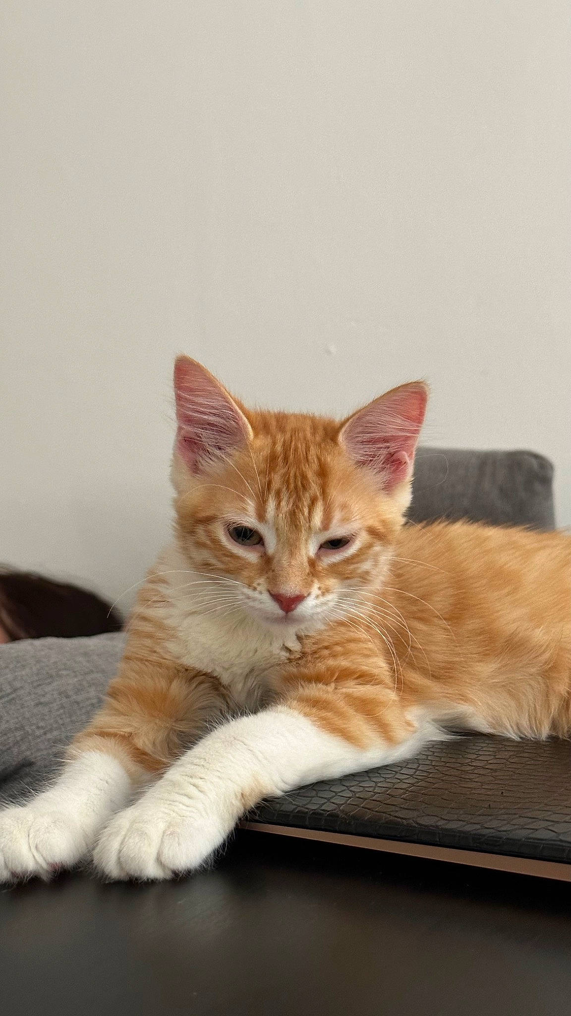 Nanou participe au concours pour gagner de l'argent avec cette photo : art, carnivore, cat, claw, comfort, domestic_short_haired_cat, fawn, felidae, fur, paw, sitting, small_to_medium_sized_cats, snout, tail, terrestrial_animal, whiskers, wildlife, window, wood