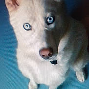 Louna participe au concours pour gagner de l'argent avec cette photo : alert, animal, blue_eyes, canine, closeup, cute, dog, ears, floor, husky, indoor, nose, paws, pet, portrait, sitting, studio_light, upward_gaze, whiskers, white_fur