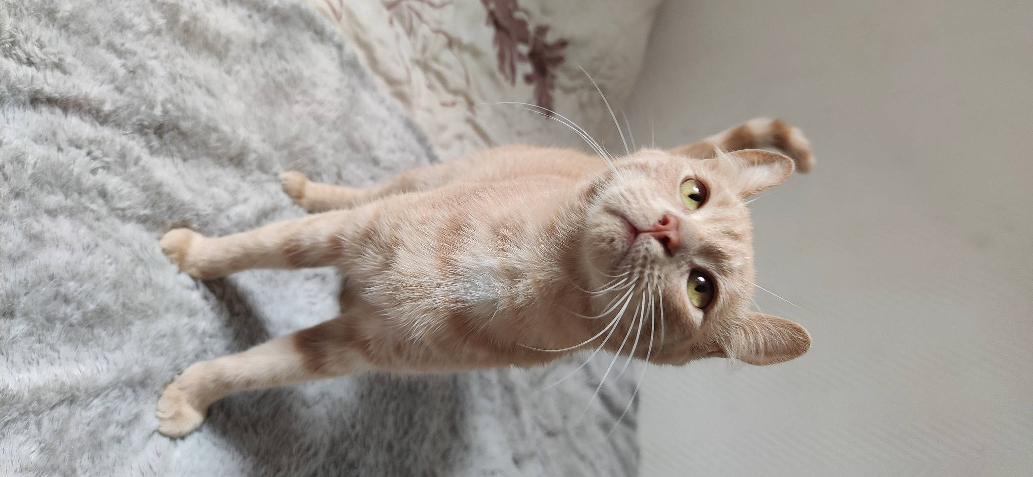 Fumseck a rejoint le concours — aidez-le/la à gagner de superbes lots ! carnivore, cat, claw, collar, domestic_short_haired_cat, ear, eye, fang, fawn, felidae, fur, gesture, paw, small_to_medium_sized_cats, snout, tail, terrestrial_animal, whiskers, window, yawn