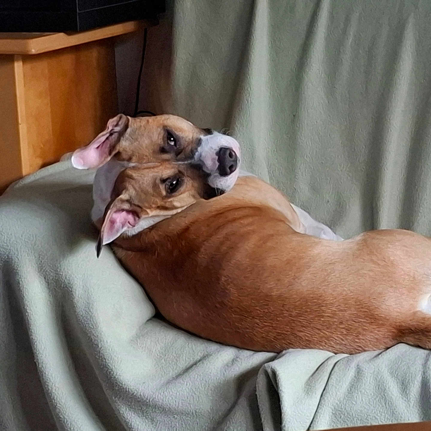 Nini a rejoint le concours — aidez-le/la à gagner de superbes lots ! dog, brown_dog, white_dog, couch, blanket, indoor, pet, resting, curled_up, relaxed, ears, fur, animal, companion, cute, looking_back, home, cozy, furniture, nap_time