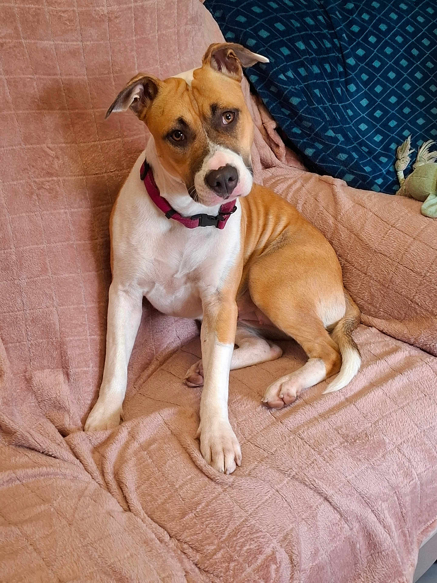 Joy participe au concours pour gagner de l'argent avec cette photo : dog, brown_and_white, collar, pet, indoor, blanket, couch, curious, ears_up, sitting, looking_up, fur, animal, companion, cute, domestic, relaxed, toy, home, cozy