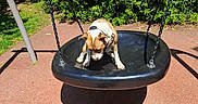 Nini Joy a rejoint le concours — aidez-le/la à gagner de superbes lots ! dog, swing, playground, outdoor, sunny, greenery, bushes, leash, black_swing, pet, daylight, park, animal, canine, play, fun, nature, recreation, shadow, pavement
