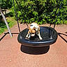 dog, swing, playground, outdoor, sunny, greenery, bushes, leash, black_swing, pet, daylight, park, animal, canine, play, fun, nature, recreation, shadow, pavement
