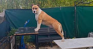 Nini Joy participe au concours pour gagner de l'argent avec cette photo : alert, animal, backyard, bench, brown_and_white, canine, daylight, dog, fence, focused, garden, greenery, metal_structure, outdoor, pavement, pet, standing, stretching, sunlight, table