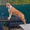 dog, outdoor, table, fence, garden, bench, pet, animal, stretching, greenery, sunlight, backyard, canine, alert, brown_and_white, standing, metal_structure, pavement, daylight, focused