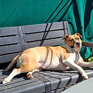 Nini Joy participe au concours pour gagner de l'argent avec cette photo : dog, bench, sunlight, shadow, outdoor, green_background, relaxed, pet, animal, resting, summer, daylight, canine, fence, leisure, black_bench, brown_and_white, fur, paw, snout