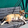 dog, bench, sunlight, shadow, outdoor, green_background, relaxed, pet, animal, resting, summer, daylight, canine, fence, leisure, black_bench, brown_and_white, fur, paw, snout