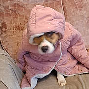 Nini Joy participe au concours pour gagner de l'argent avec cette photo : animal, blanket, brown_and_white, closeup, couch, cozy, cute, dog, fashionable, funny, hooded_jacket, indoor, pet, pink_coat, portrait, puffer_jacket, puppy, sitting, small_dog, winter_clothing