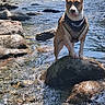 adventure, animal, bandana, bridge, canine, daytime, dog, greenery, harness, nature, outdoor, pet, river, rock, scenic, standing, stream, summer, sunlight, water