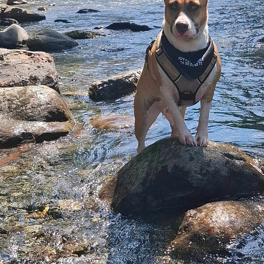Fifille Joy a rejoint le concours — aidez-le/la à gagner de superbes lots ! dog, water, rock, stream, river, outdoor, nature, bridge, sunlight, greenery, pet, animal, canine, harness, bandana, summer, daytime, scenic, standing, adventure