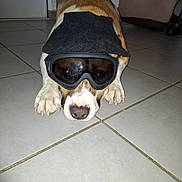 Fifille participe au concours pour gagner de l'argent avec cette photo : dog, pet, floor, tile, goggles, hat, indoor, animal, brown, white, paws, resting, closeup, cute, funny, costume, wearing, house, casual, portrait