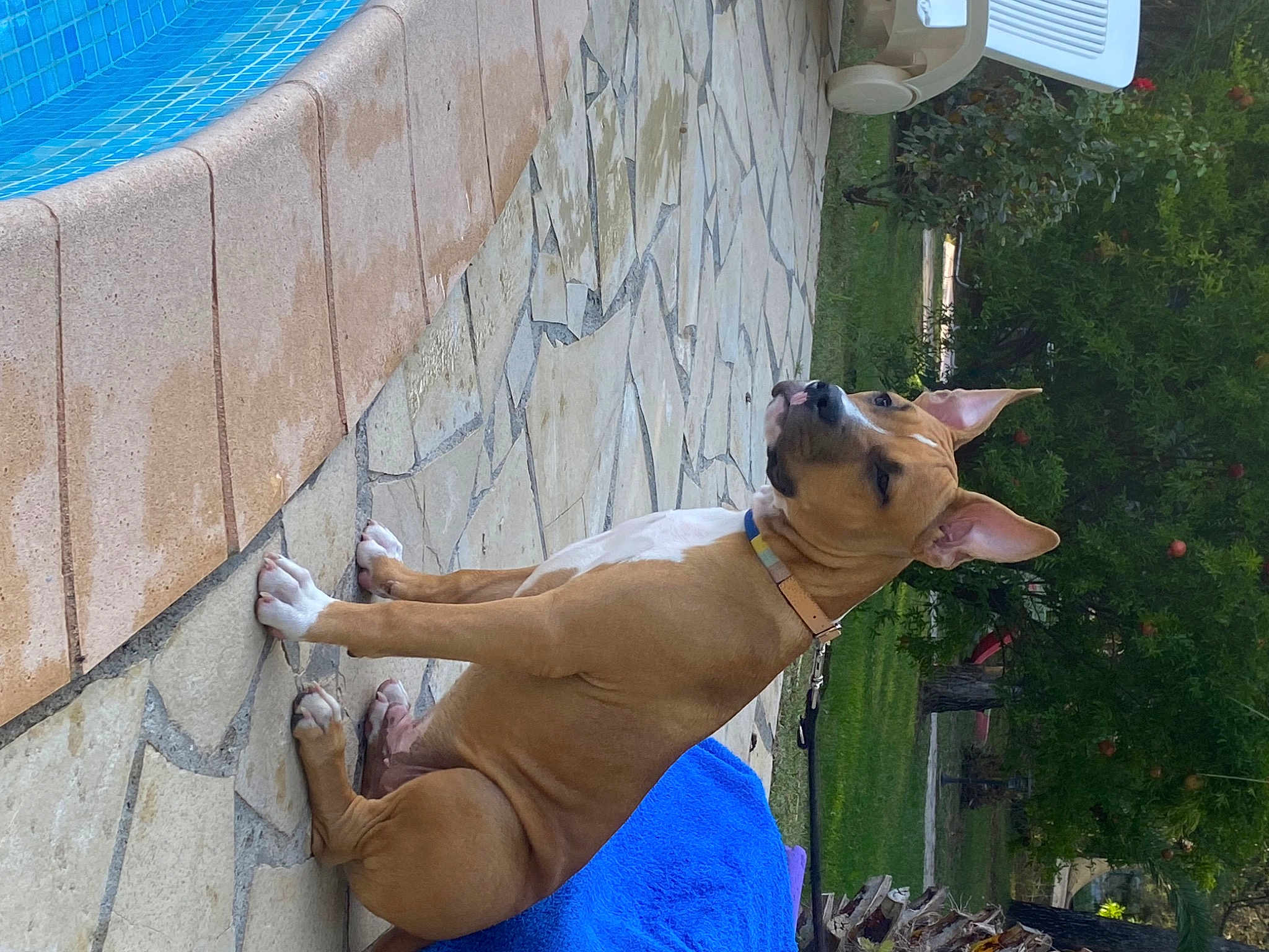 Odin