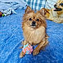 bed, blanket, blue_bedding, cheerful, cushion, dog, eyes, fabric_texture, furry, indoor, nose, paws, pet_toy, pillow, plaid_pattern, pomeranian, portrait, small_dog, timestamp, toy_ball