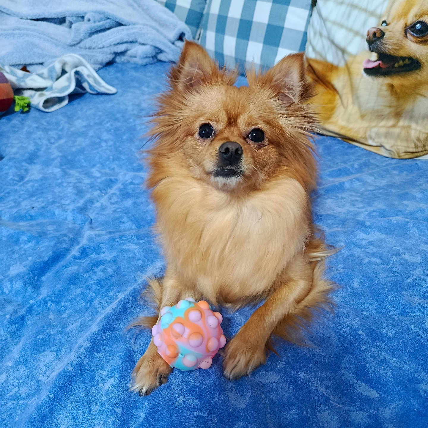 Noisetteperouchet participe au concours pour gagner de l'argent avec cette photo : bed, blanket, blue_bedding, cheerful, cushion, dog, eyes, fabric_texture, furry, indoor, nose, paws, pet_toy, pillow, plaid_pattern, pomeranian, portrait, small_dog, timestamp, toy_ball