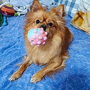 Noisette a rejoint le concours — aidez-le/la à gagner de superbes lots ! bed, blanket, blue_blanket, chew_toy, cute, dog, ears, fur, indoor, looking_at_camera, pastel_toy, paws, pet, pillow, pomeranian, portrait, small_dog, snout, toy_ball, whiskers