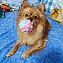 bed, blanket, blue_blanket, chew_toy, cute, dog, ears, fur, indoor, looking_at_camera, pastel_toy, paws, pet, pillow, pomeranian, portrait, small_dog, snout, toy_ball, whiskers