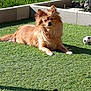 Noisette a rejoint le concours — aidez-le/la à gagner de superbes lots ! artificial_grass, backyard, concrete_blocks, dog, ears, fence, fluffy, fur, grass, lawn, outdoors, paws, pet, portrait, shadow, sitting, small_dog, soccer_ball, sunbathing, sunny