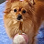 Noisette a rejoint le concours — aidez-le/la à gagner de superbes lots ! bed, blanket, brown_fur, close_up, cute, dog, eyes, fluffy_fur, indoor, looking_at_camera, mouth, nose, paw, pet, playful, plush_toy, pomeranian, portrait, timestamp, toy_ball