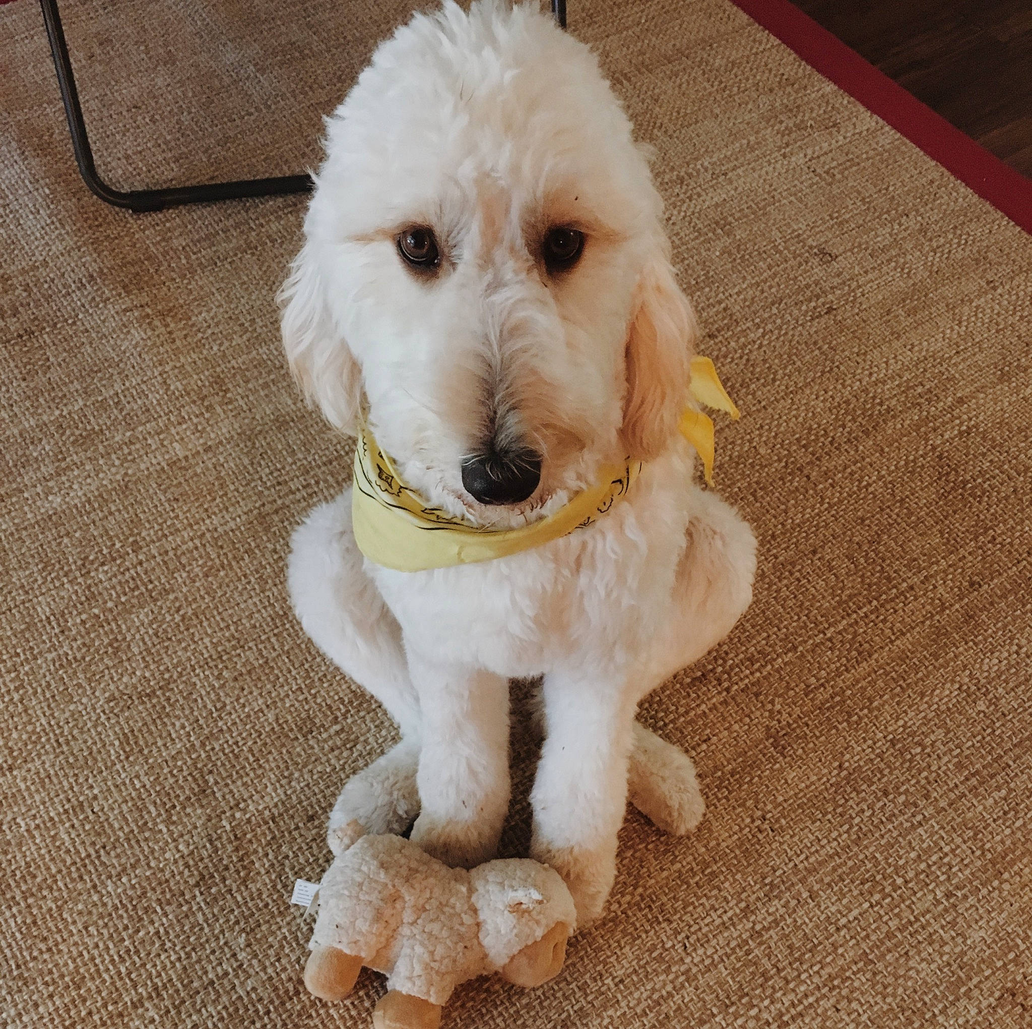 Aspen is registered to the contest to win money with this photo: canidae, carnivore, companion_dog, dog, dog_breed, dog_clothes, dog_collar, eye, head, labradoodle, pet_supply, poodle, small_terrier, snout, sporting_group, terrier, toy_dog, water_dog, wood, working_animal