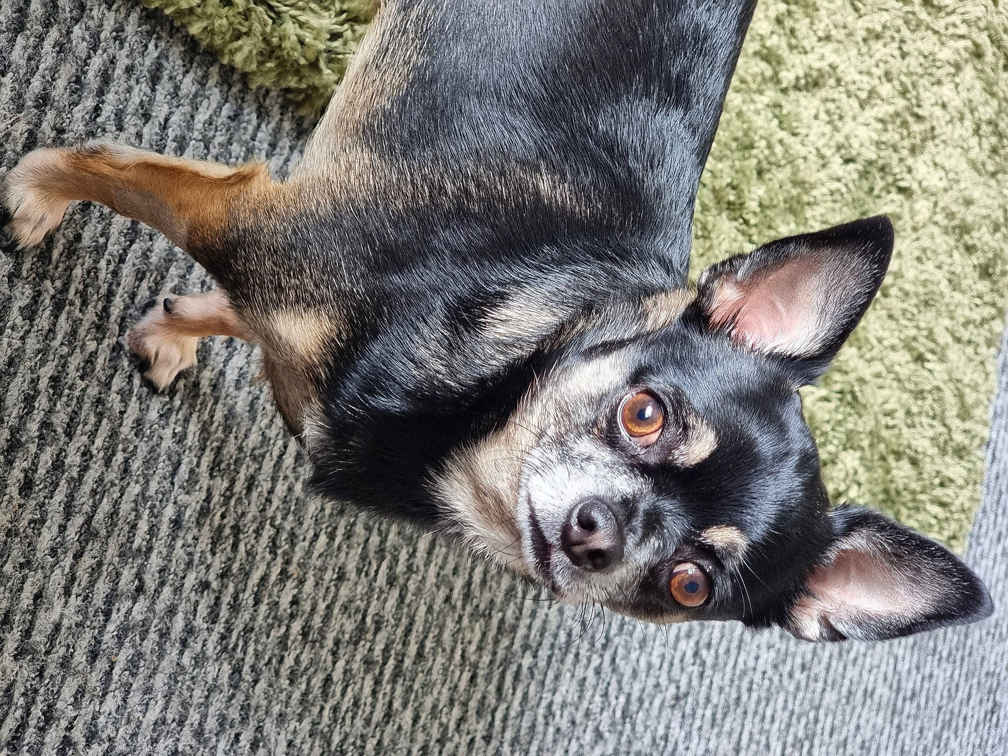 Maui joined the competition — help win amazing prizes! canidae, carnivore, chihuahua, claw, companion_dog, dog, dog_breed, ear, fawn, foot, fur, guard_dog, paw, snout, sporting_group, terrestrial_animal, toy_dog, whiskers, working_animal, working_dog